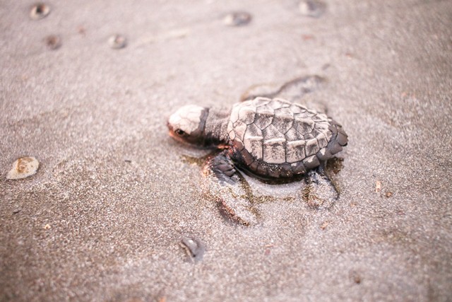 Costa Rica Sea Turtle Hatching Observation