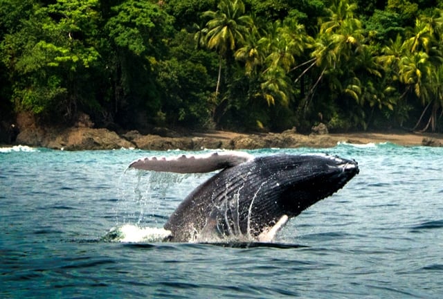Whale watching