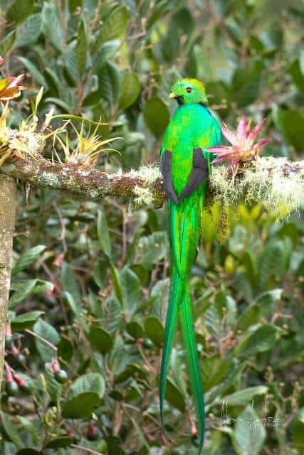 Costa Rica Quetzat Observation