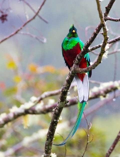Quetzal Costa Rica
