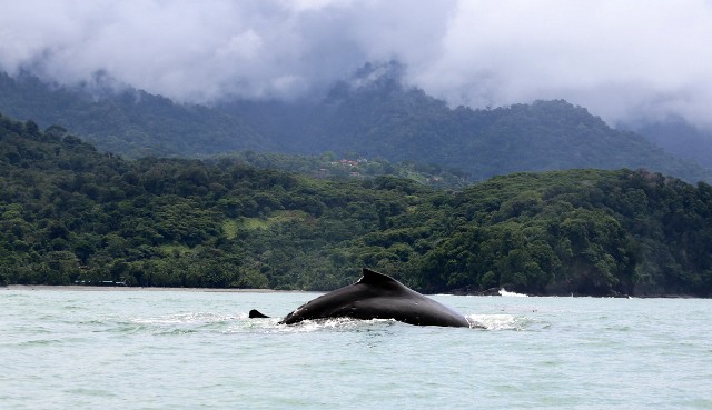 Costa Rica Whale Watching