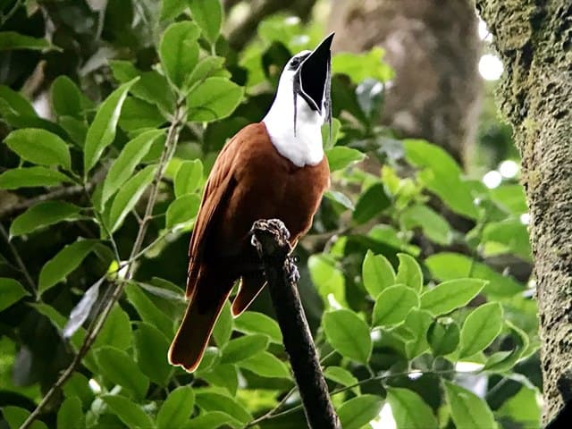 Bellbirds Costa Rica