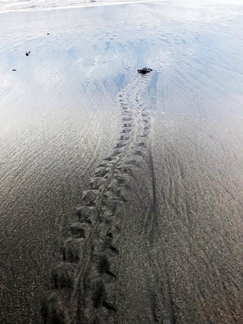 Costa Rica Sea Turtle Observation