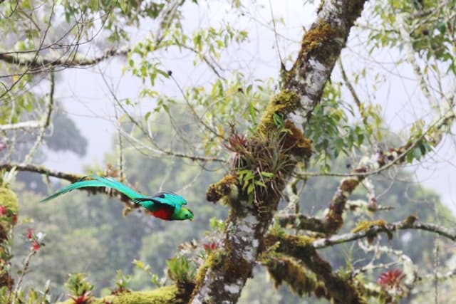 Costa Rica Quetzal Observation