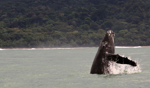 Whale watching Costa Rica