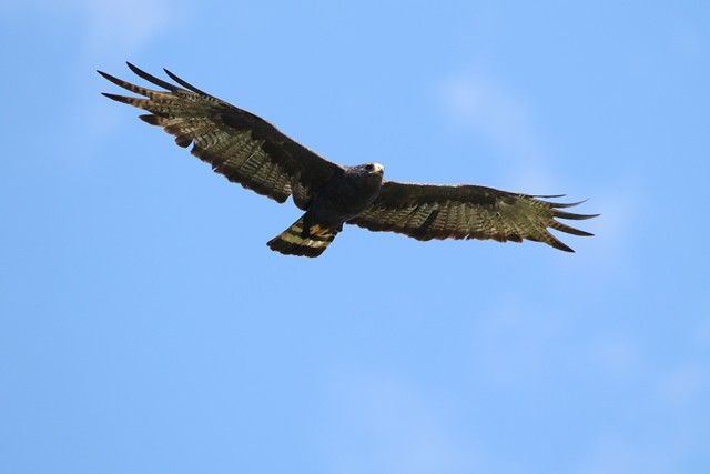 Costa Rica X mass bird count