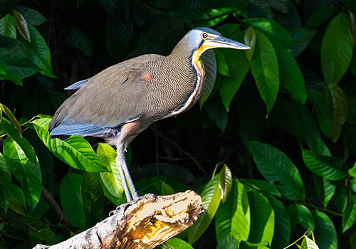Caño Negro Wildlife Refuge