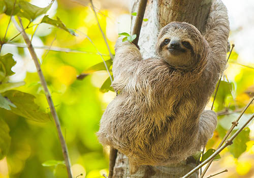 Bijagua Jungle Life Sloth Sanctuary