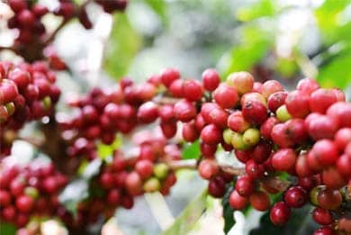 Costa Rica Coffee Tour
