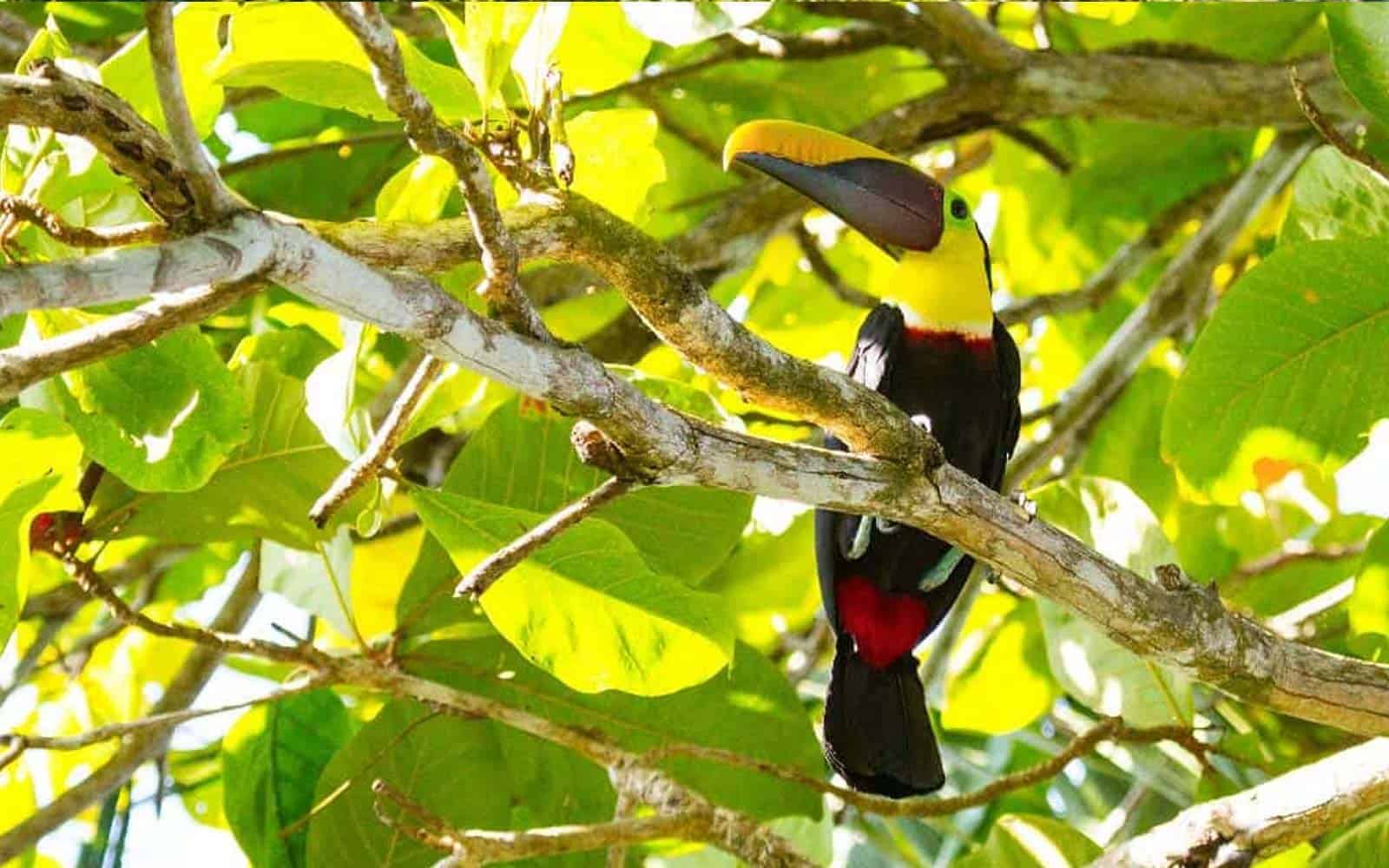 Costa Rica Explorer Tour