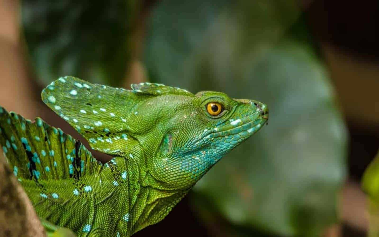 Costa Rica Nature Lovers Tour