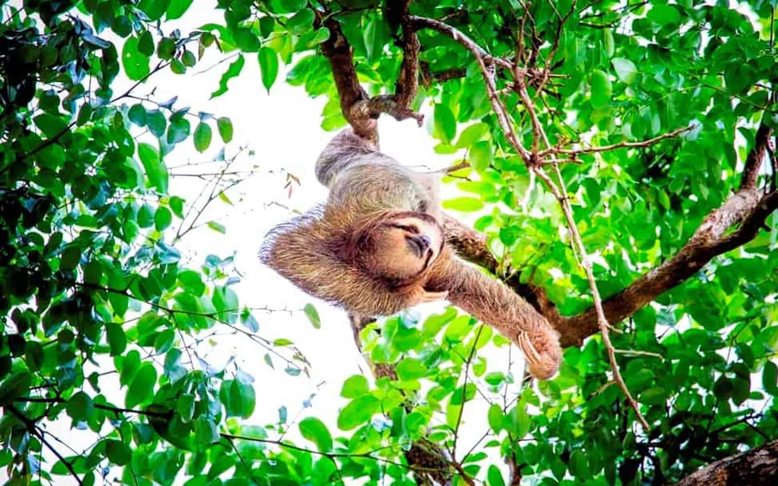 Costa Rica Nature Lovers Tour