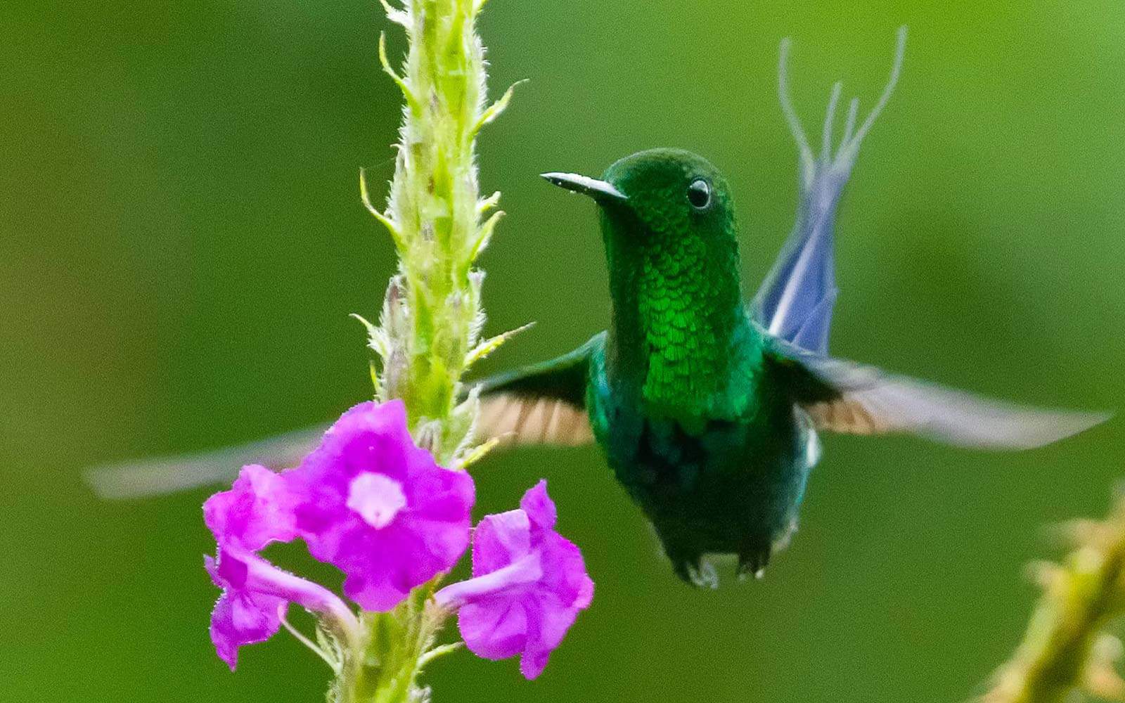 Costa Rica Photography Tour