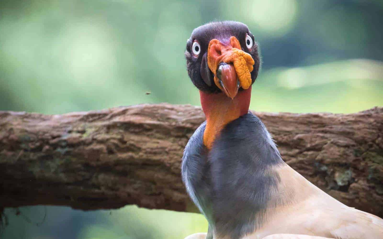 Costa Rica Photography Tour
