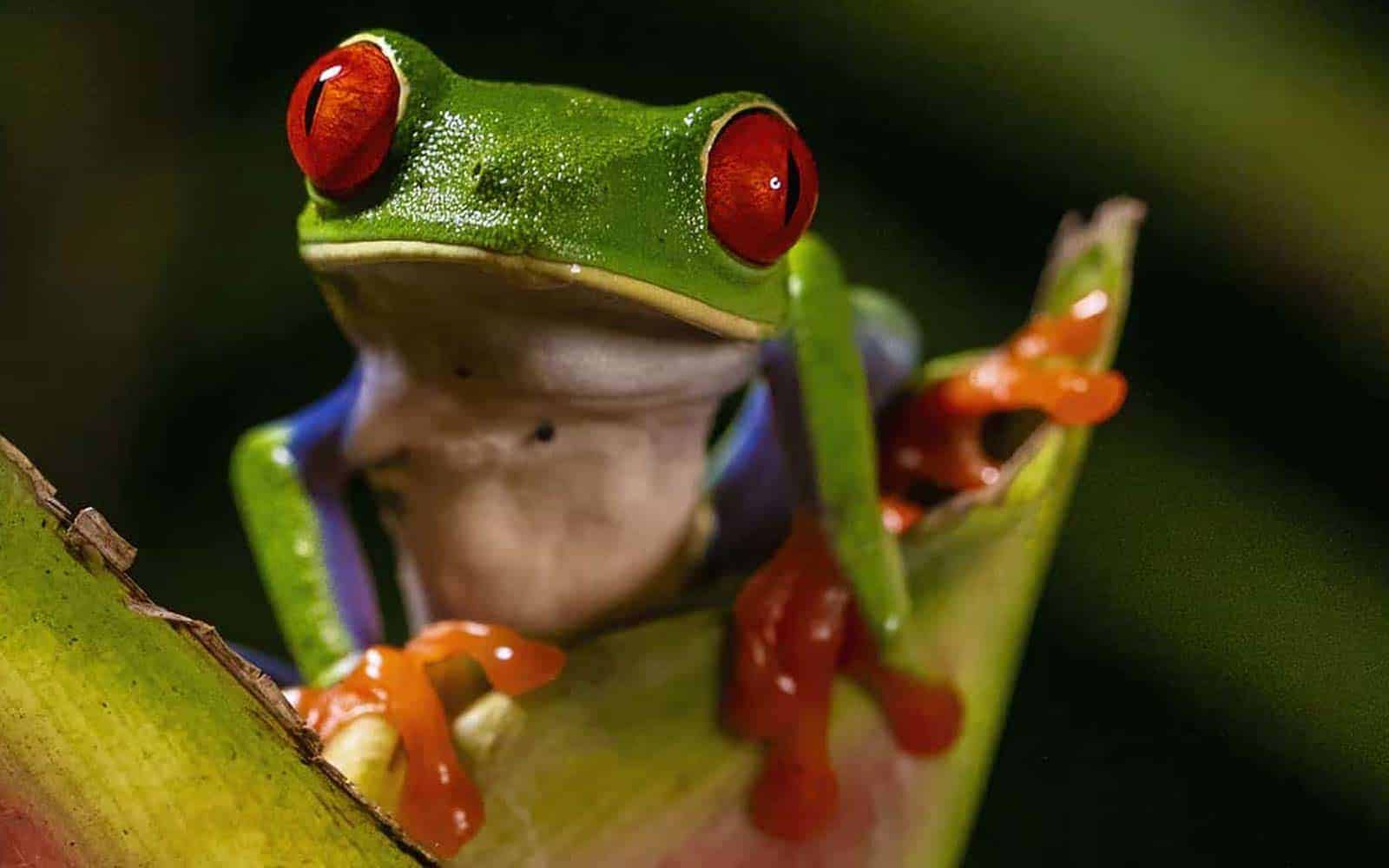 Costa Rica Photography Tour