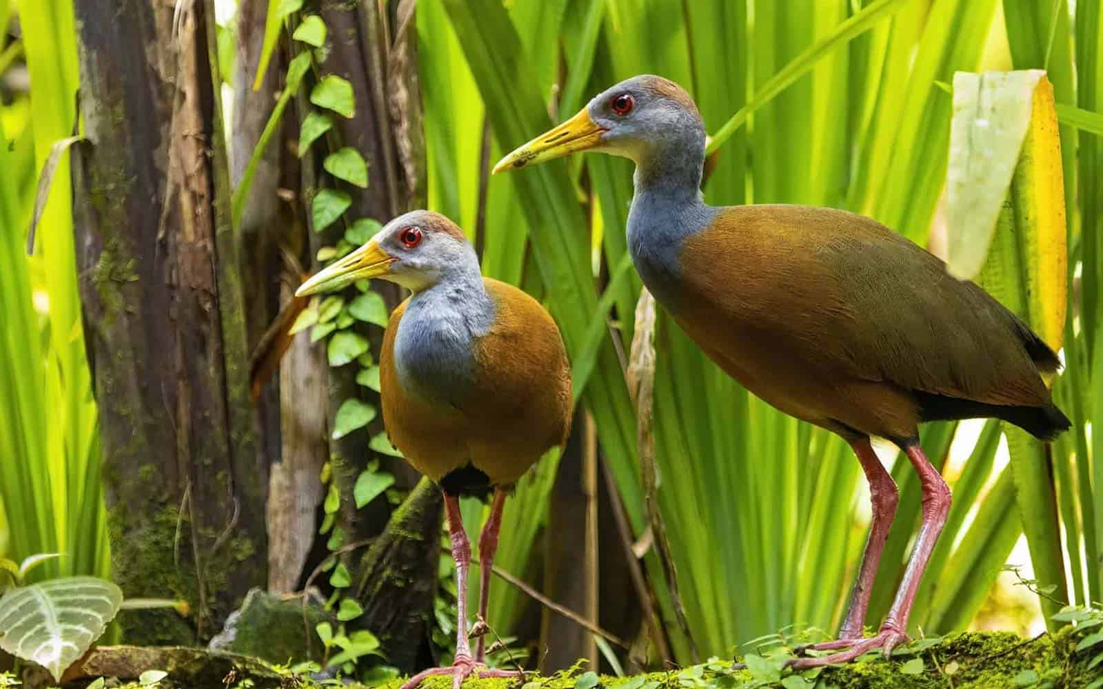 Costa Rica Photography Tour