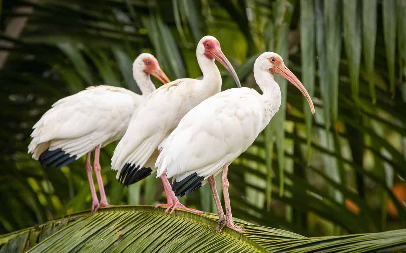 Costa Rica Photography Tour