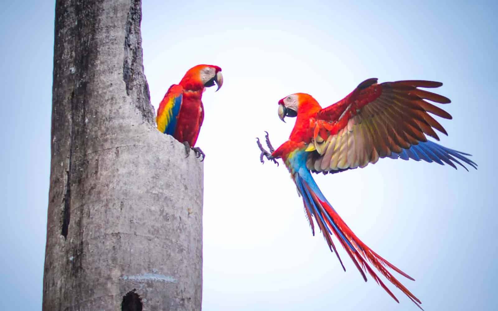 Costa Rica Photography Tour