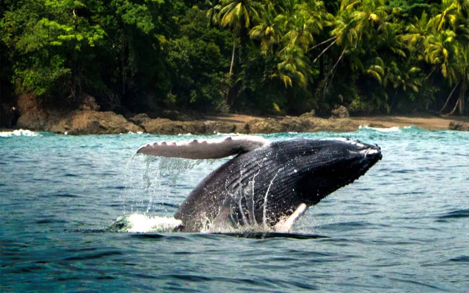 Costa Rica Turtles Whales and Dolphins Tour