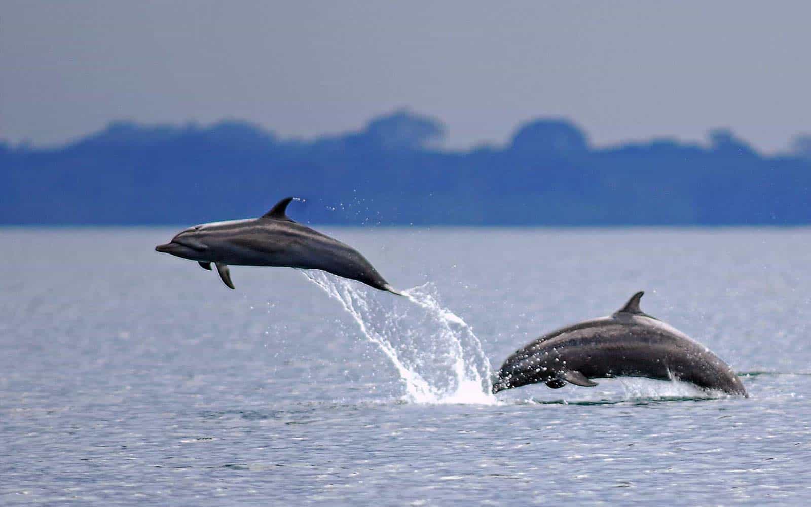 Costa Rica Turtles Whales and Dolphins Tour