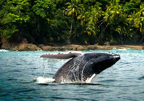Guanacaste Catamaran Seafari