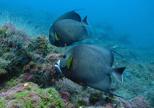 Guanacaste Scuba Diving Adventure for Licensed Divers