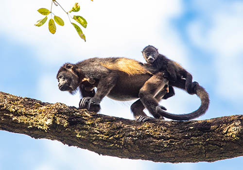 Guanacaste Congo Trail Canopy Tour