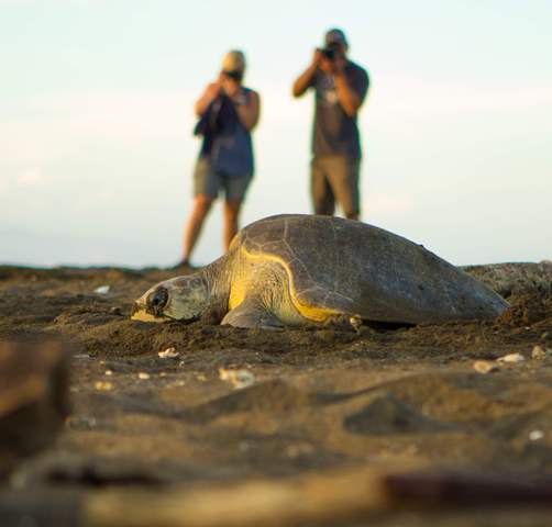 Sea Turtle