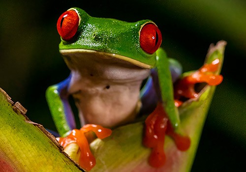 Manuel Antonio Greentique Jungle Night Tour