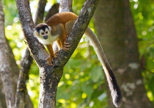 Manuel Antonio National Park Walk