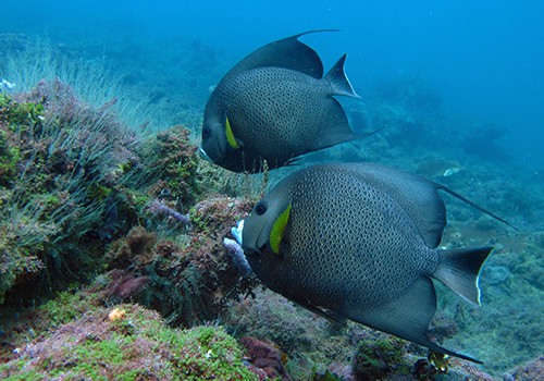 Manuel Antonio Scuba Diving