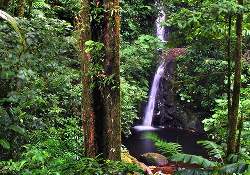 Monteverde Cloud Forest Reserve