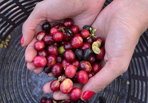 Monteverde, Don Juan Coffee Tour
