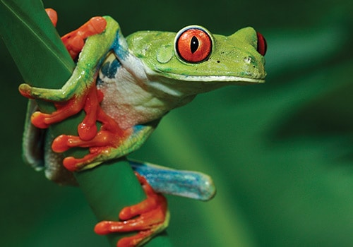 Monteverde Frog Pond