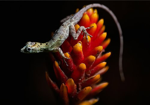 Monteverde Night Tours