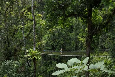 Costa Rica Hanging Bridges