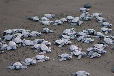 Costa Rica Turtle Nesting