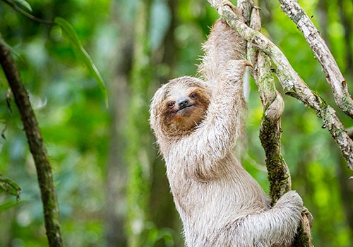 An Authentic Rainforest Experience