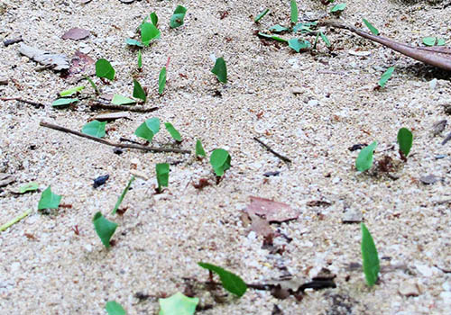 Sarapiquí The Ant Experience