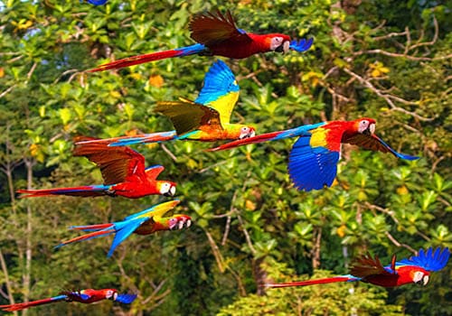 Sarapiquí Don Alvaro's Macaws