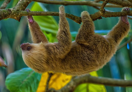 Sarapiquí OTS La Selva Nature Walk