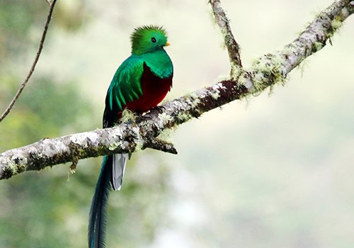 Costa Rica Quetzal Birdwatching