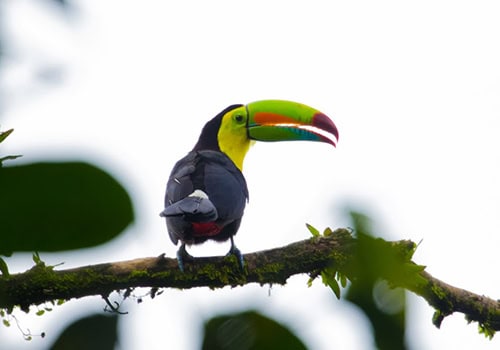 Costa Rica Tourcan
