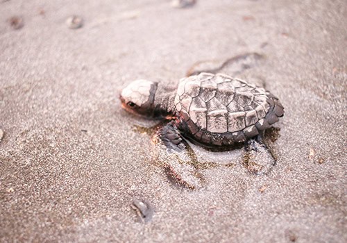 Costa Rica Turtle Hatching