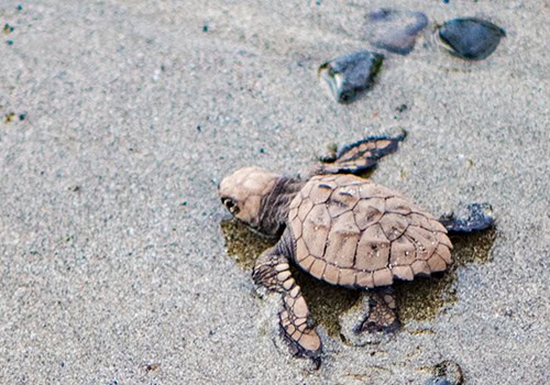 Costa Rica Sea Turtles